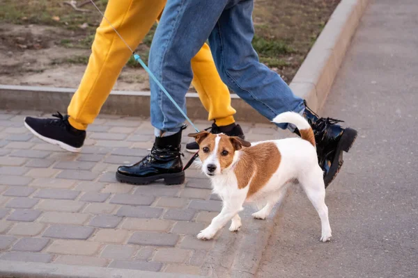 Gassigehen mit dem Hund. Kleiner Hund an der Leine blickt direkt in die Kamera. Spaziergang mit einem reinrassigen Hund — Stockfoto