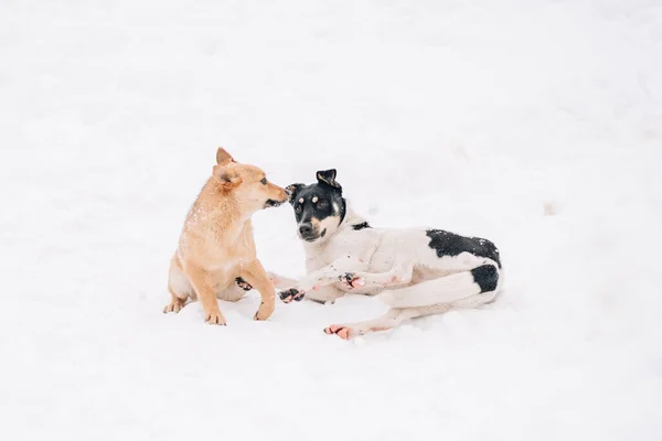 Twee zwerfhonden spelen op een witte sneeuw in het winterpark. Dieren — Stockfoto