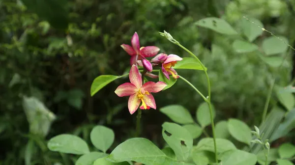 Koyu Turuncu Renkte Bir Orkide Çiçeğinin Üzerini Kapatın Bahçedeki Yaprakların — Stok fotoğraf