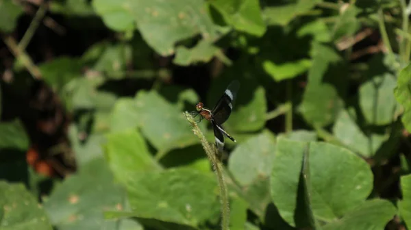 Κοντινό Πλάνο Από Ένα Παρόμοιο Είδος Μια Χήρα Skimmer Dragonfly — Φωτογραφία Αρχείου