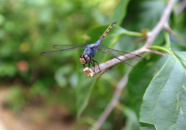 Sarı kuyruklu küllü bir yusufçuk dalın ucuna tünemiş ve ağzında daha az arı olan bir arı.