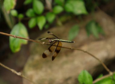 Çubuğun tepesine konmuş boyalı bir kaymağın yakınına.