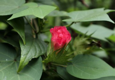 Bahçede pembe bir pamuk (Gossypium hirsutum) çiçeği