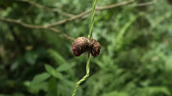 Twee Antenne Knollen Van Een Purple Yam Wijnstok Hangend Tegenover — Stockfoto