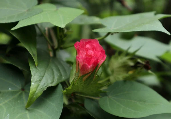 Una Flor Rosa Algodón Montaña Gossypium Hirsutum Jardín —  Fotos de Stock