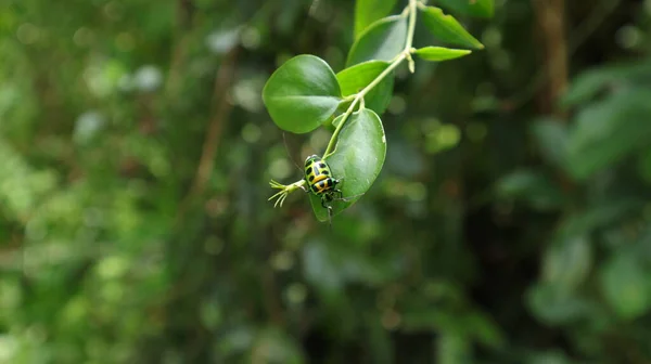Bahçedeki Yeşil Bir Yaprağın Üzerinde Yeşil Bir Mücevher Böceği Chrysocoris — Stok fotoğraf