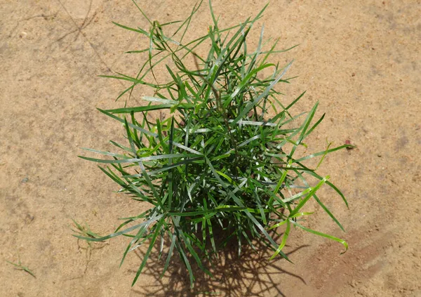 Wild Asparagus Racemosus Plant Planted Pot Put Sand — Stock Photo, Image