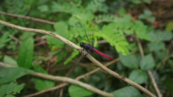 Vista Ángulo Banderín Cola Roja Brachymesia Furcata Libélula Encaramada Sobre — Foto de Stock