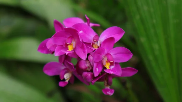 Zblízka Tmavě Fialové Mleté Orchideje Květ Shluk Spathoglottis Plicata — Stock fotografie