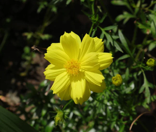 Primer Plano Una Flor Margarita Amarilla Del Cañón Luz Solar — Foto de Stock
