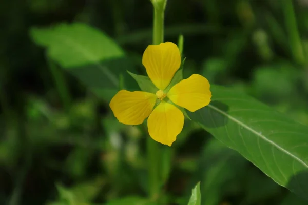 Κοντινό Πλάνο Ενός Μικροσκοπικού Κίτρινου Τετράφυλλου Λουλουδιού Άνθισε Κοντά Ένα — Φωτογραφία Αρχείου