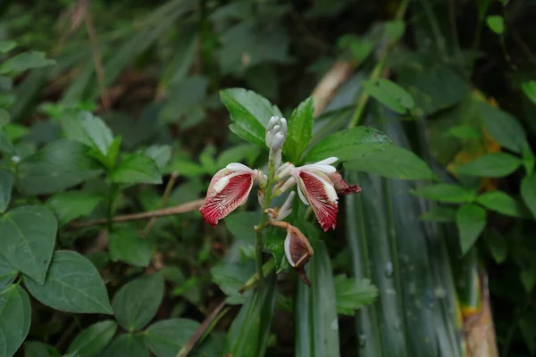 Nahaufnahme Eines Ingwer Oder Ingwerblütenstandes Alpinia Calcarata Mit Zwei Geblühten — Stockfoto