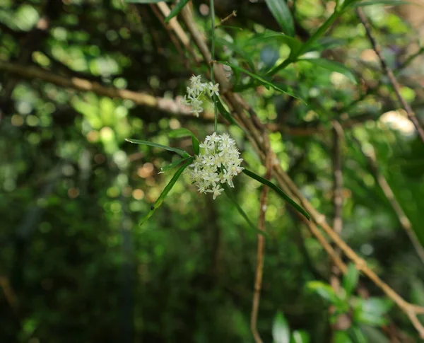 Primer Plano Racimo Flores Espárragos Racemosus Floreció Jardín —  Fotos de Stock