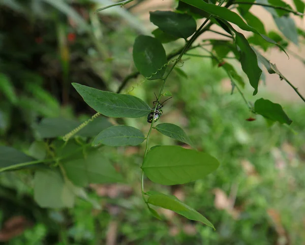 Metallic Green Color Beetle Walking Sauropus Androgynus Leaflet — стокове фото