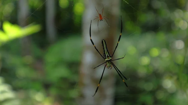 Une Tisseuse Orbe Dorée Nordique Femelle Une Tisseuse Orbe Dorée — Photo