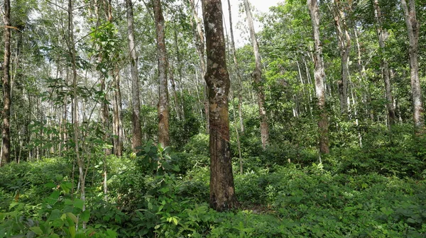 Landschapsbeeld Van Een Sri Lankaanse Rubberplantage — Stockfoto