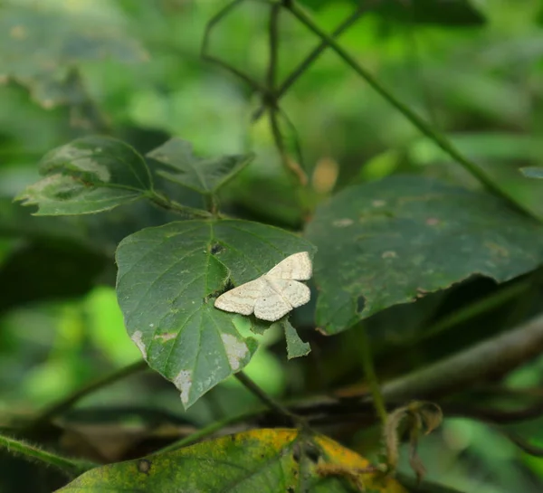 Angled View Cream Colored Moth Top Wild Leaflet — 图库照片