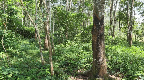 Landschapsbeeld Van Een Lage Landrubberplantage Het District Kalutara Sri Lanka — Stockfoto