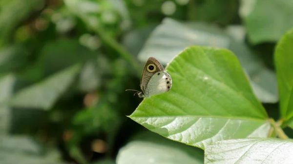 Bílý Čtyřkroužkový Motýl Špičce Divokého Listu Přímém Slunečním Světle — Stock fotografie