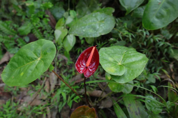 Rozkvetlá Tmavě Červená Květina Anthuria Domácí Zahradě — Stock fotografie