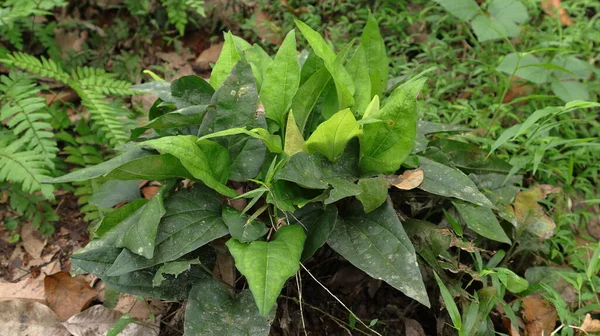 Oldalnézet Trichopus Zeylanicus Növény Vadonban Srí Lankán Úgy Hívják Hogy — Stock Fotó
