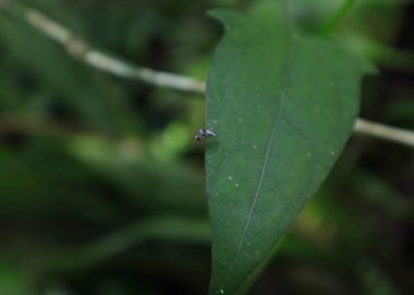 Yeşil bir yaprağa tünemiş küçük bir yırtıcı böcek.