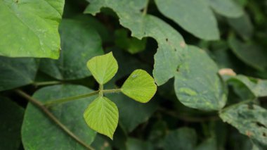 Üzerinde bilinmeyen küçük bir böcek olan genç vahşi bir broşür.