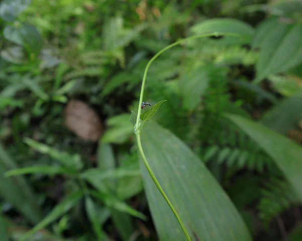 Tiny Red Eyed Predator Insect Top Thin Wild Vine Stem — Stock Photo, Image