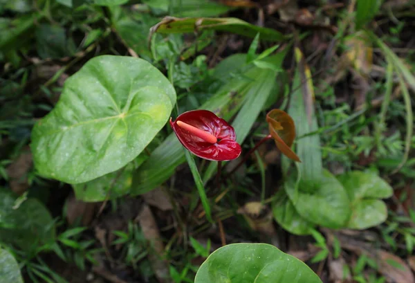 Rozkvět Tmavočerveného Anthuria Zahradě — Stock fotografie
