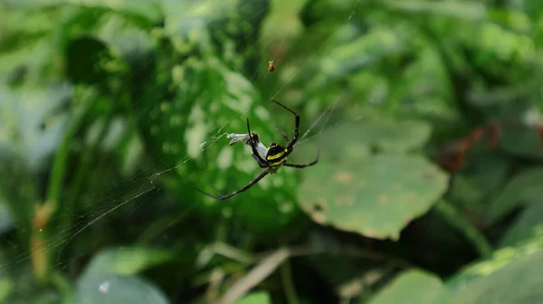 Высокий Угол Обзора Самки Паука Argiope Aetherea Пойманной Добычей — стоковое фото