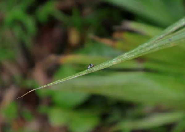 Minuscule Insecte Prédateur Perché Extrémité Une Mince Pointe Feuille — Photo