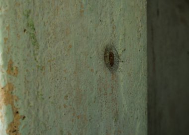 Beton duvarda bilinmeyen bir böcek kozası. Bu koza kıllı koruma katmanıyla korunuyor.