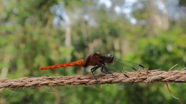 一只橙色的蜻蜓在绳子上 — 图库照片