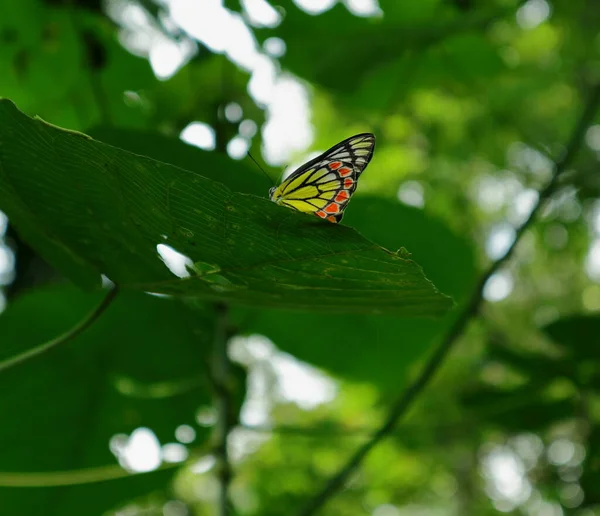 Pod Spodem Widok Wielokolorowy Motyl Jezebel Common Szczycie Dużego Liścia — Zdjęcie stockowe