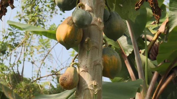 Dekat Dari Batang Papaya Dengan Sedikit Pepaya Matang Memiliki Penyakit — Stok Foto