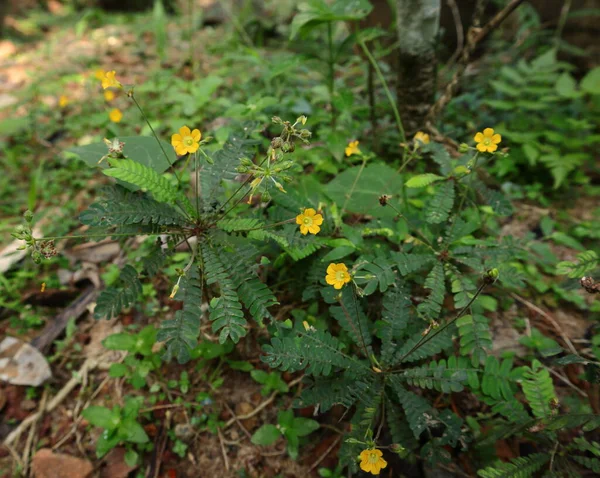 Winzige Gelbe Blüten Und Samen Der Pflanze Biophytum Reinwardtii — Stockfoto