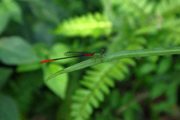 Lähikuva Värillinen Damselfly Päälle Ohut Lehti — kuvapankkivalokuva