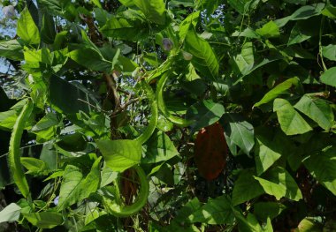 Bahçesinde kanatlı fasulye dalları ve çiçekleri olan kanatlı bir fasulye asması.