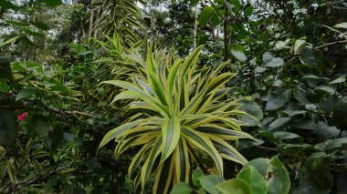 Bahçede sarı bir yaprak bitkisi (Dracaena Reflexa)