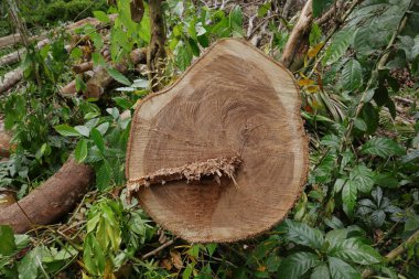 Pericopsis Mooniana ağaç sapının bir kesitini kapat