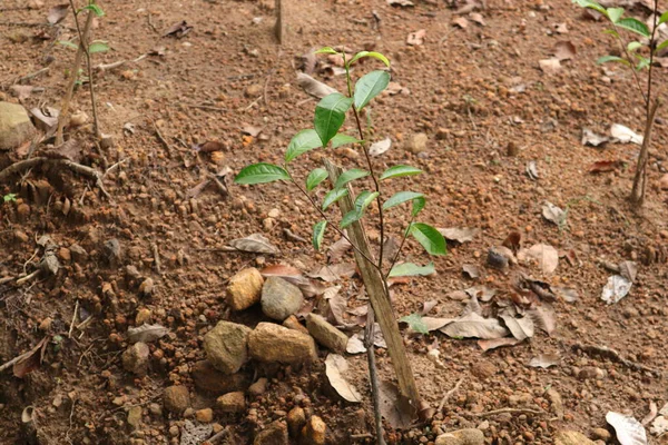 Newly planted young tea plant with supporting stem in a Sri Lankan low country tea plantation