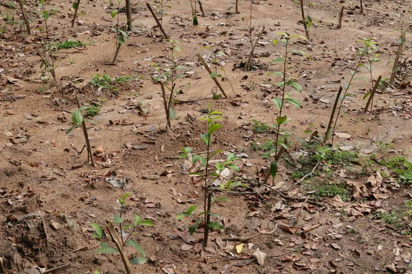 Young tea plants with supporting stems newly planted in rows in a Sri Lankan low country tea plantation