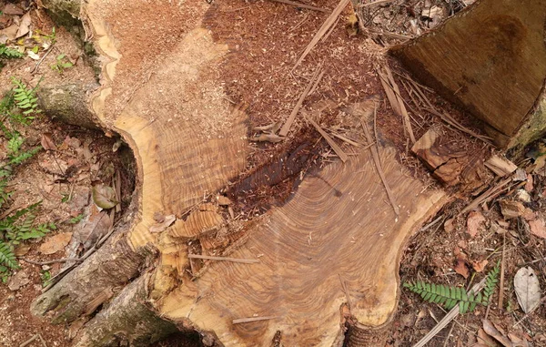 Vista Aérea Gran Tocón Árbol Pericopsis Mooniana Con Una Parte — Foto de Stock