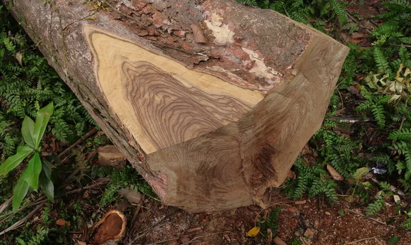 Acercamiento Una Porción Cortada Tallo Grande Árbol Madera Nandu — Foto de Stock