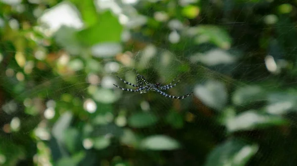 Egy Kék Színű Pók Szarv Alakú Növekedéssel Hasán Zsákmányból Táplálkozik — Stock Fotó