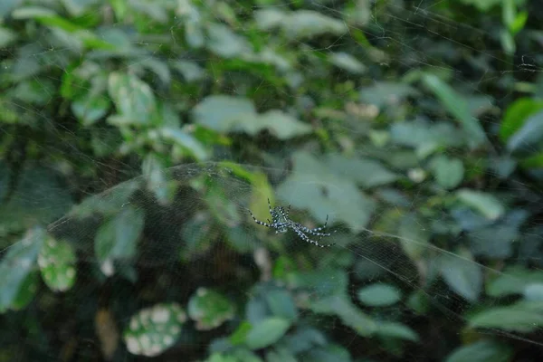 腹部にホーン型の成長を持つ青い色のクモ奇妙な形のクモの巣の上を歩く — ストック写真