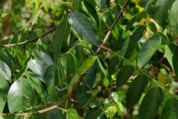 星の果実の枝の上に見える緑の色の赤ちゃん東洋の庭のトカゲ — ストック写真