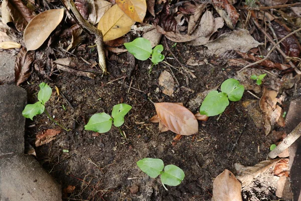 Vista Superior Plantas Germinadas Frijol Serpiente Que Crecen Suelo —  Fotos de Stock