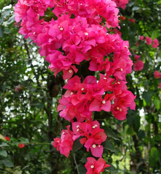 Wiszące Bougainvillea Spectabilis Gałąź Dużą Ilością Różowych Bougainvillea Kwiaty — Zdjęcie stockowe