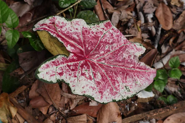 Красный Цвет Каладиум Листья Уха Слона Саду — стоковое фото